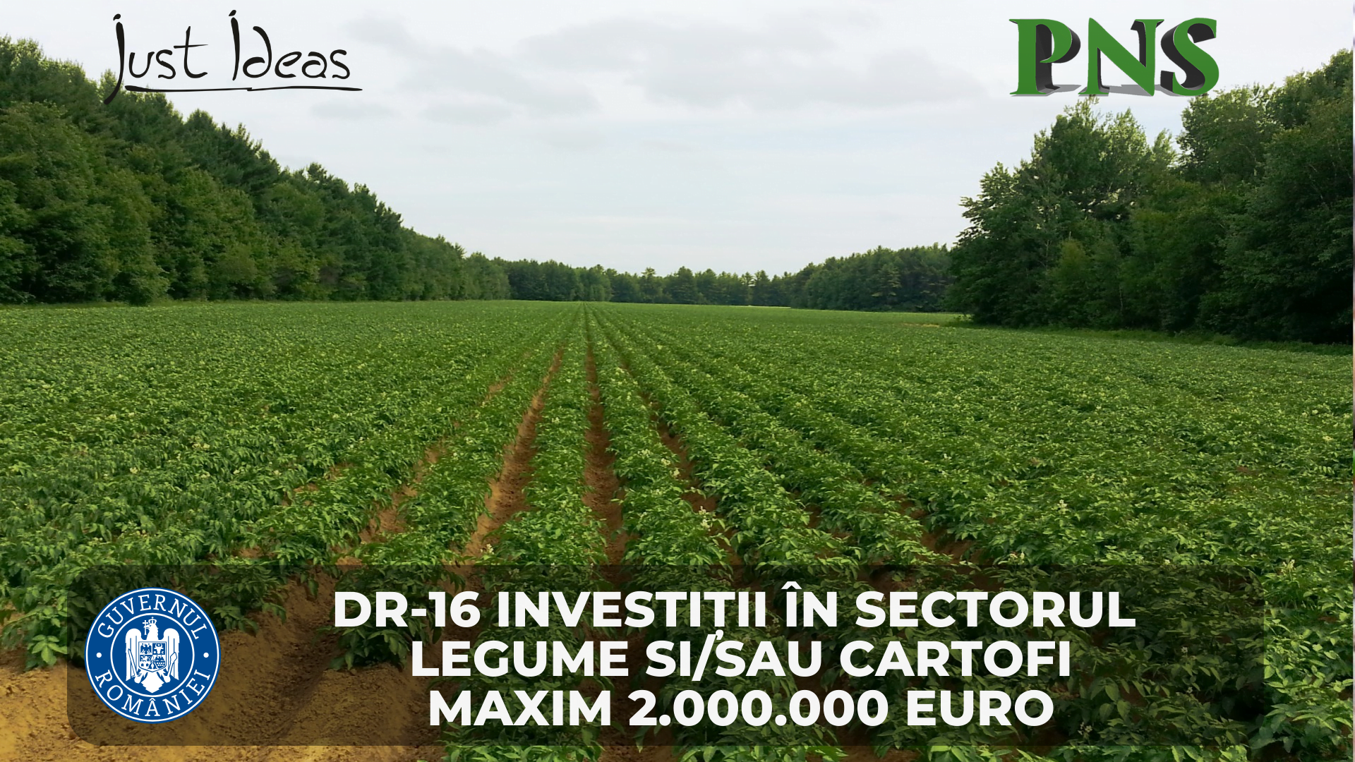 DR 16 sectorul legume sau cartofi